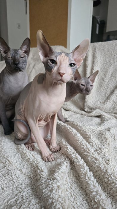 WCF DON Sphynx kotek