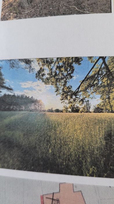 Nieruchomość leśna, las