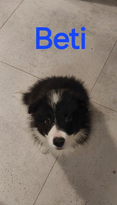 Szczeniaki Border Collie ZKwP