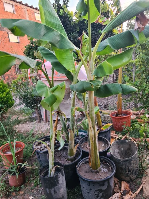 Bananeiras otima qualidade de todos os tamanhos