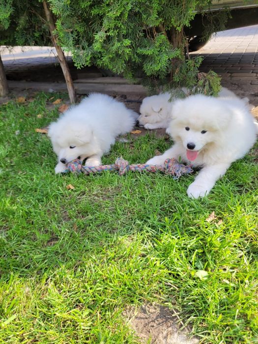 Piesek Samoyed ZKwP FCI
