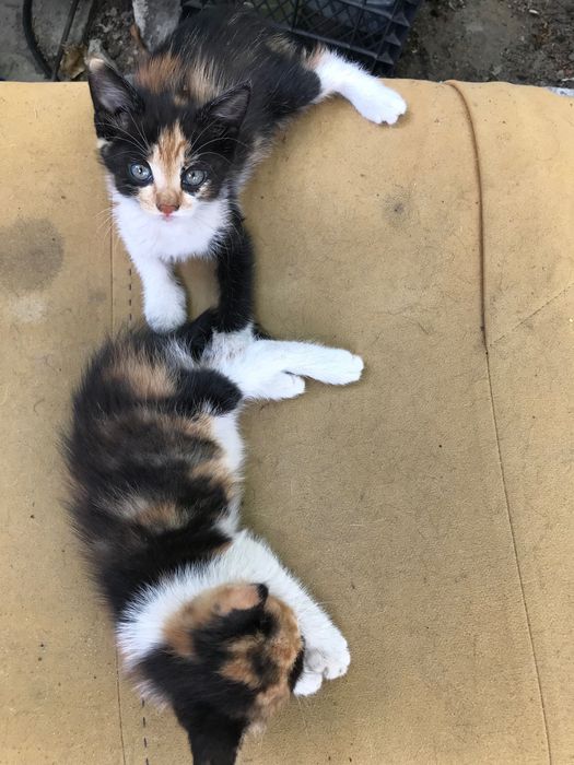 Подарю кошенят в добрі руки