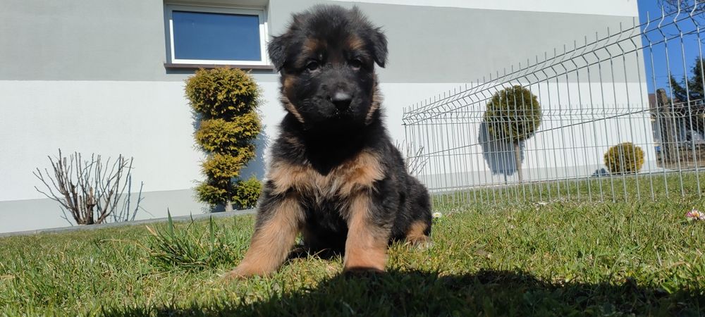 Owczarek niemiecki długowłosy! Rodzice wolni od dysplazji!