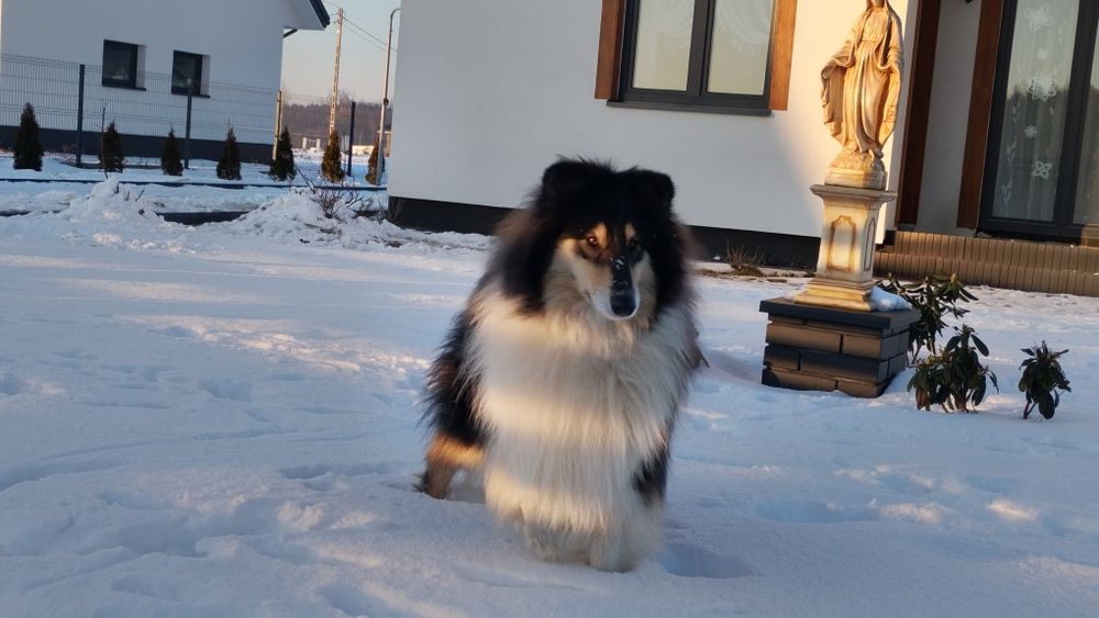 Owczarek Szkocki Collie Długowłosy Suczka FCI