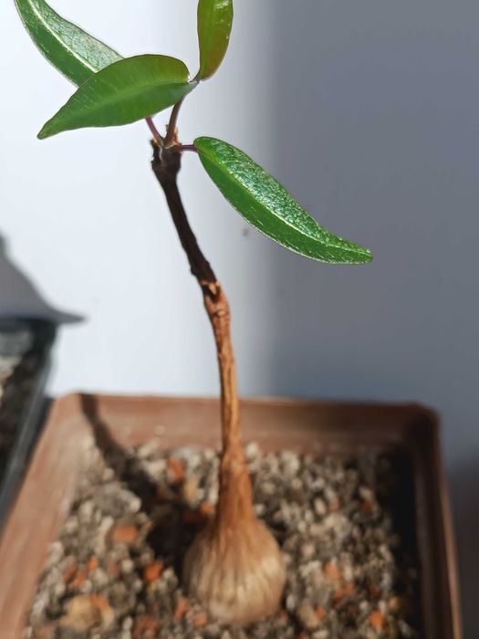 Petopentia natalensis