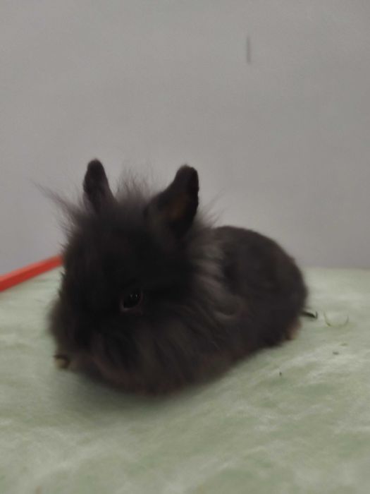 Króliczek Teddy lewki