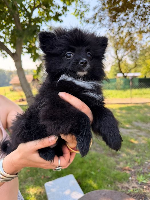Szpic miniaturowy pomeranian kolor czarny i biały