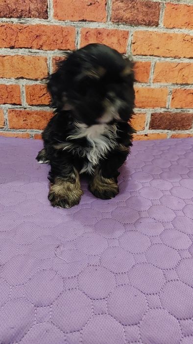 Shih-tzu  chlopak
