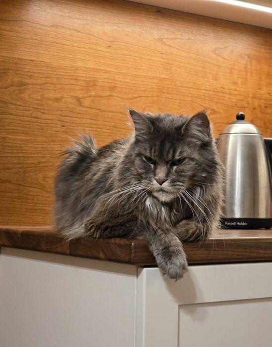 Cudowna kotka maine coon Hermiona