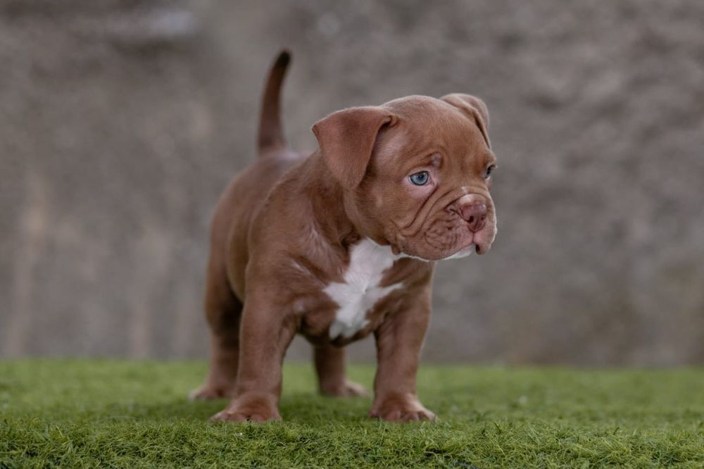American Bully Pocket  ABKC suczka