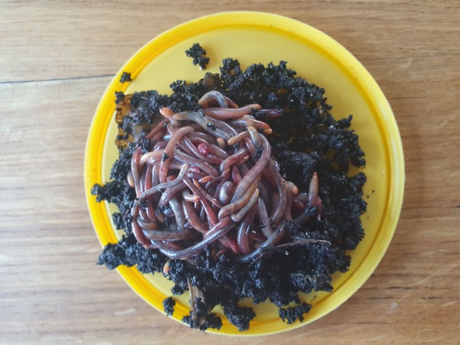 Dżdżownice kalifornijskie 500 szt