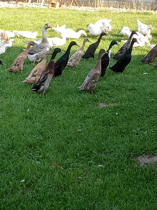 Kaczki biegusy sprzedam