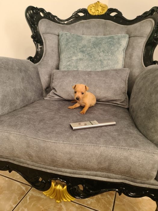 Pinscher miniatura