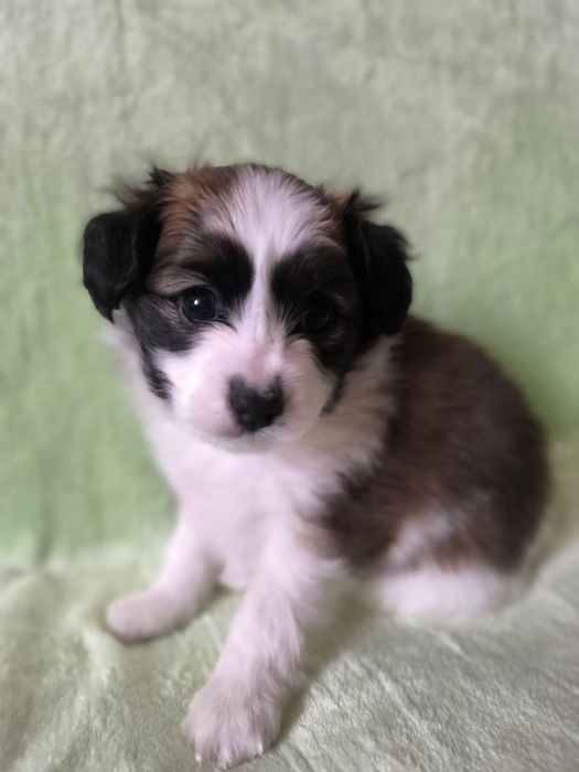 Цуценя хлопчик РАФАЕЛЛО континентальний той спаніель фален