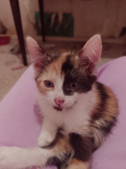 Терміново кошенята шукають дім