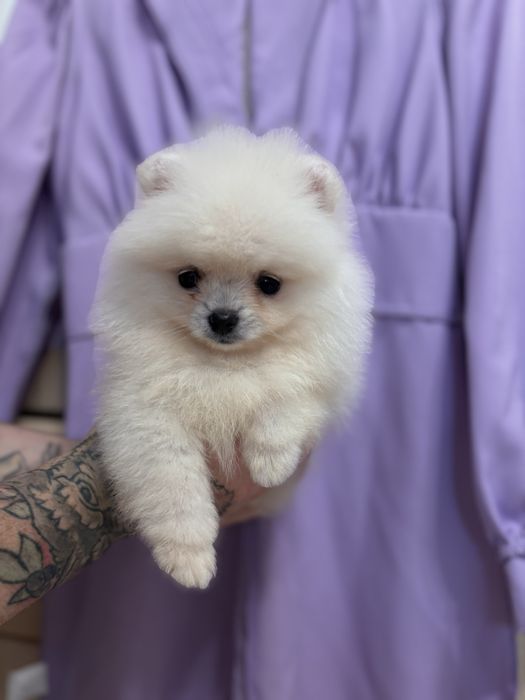 шикарний Ведмедик шоу класу