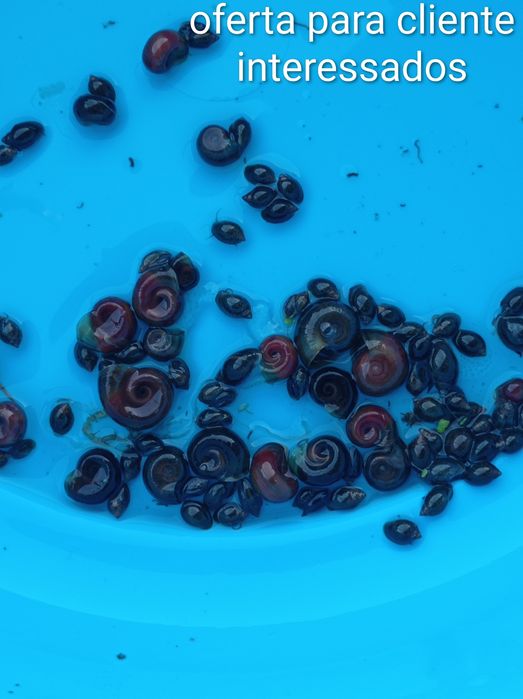 Caracóis para doar