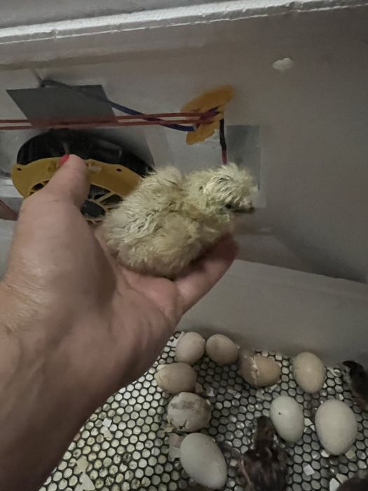 Добові курчата китайська шовкова