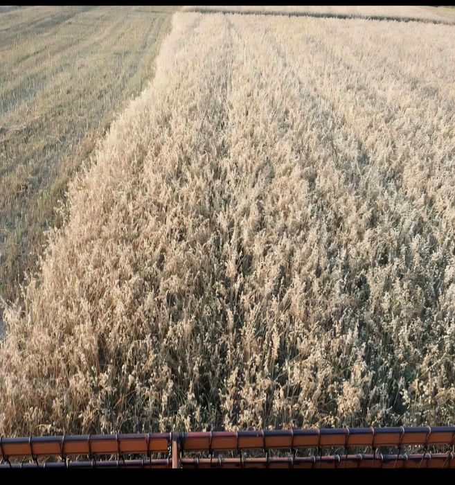 Owies czysty dla koni ladne ziarno nie smierdzacy