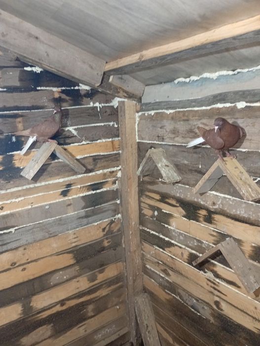 Wyszwańce gołembie