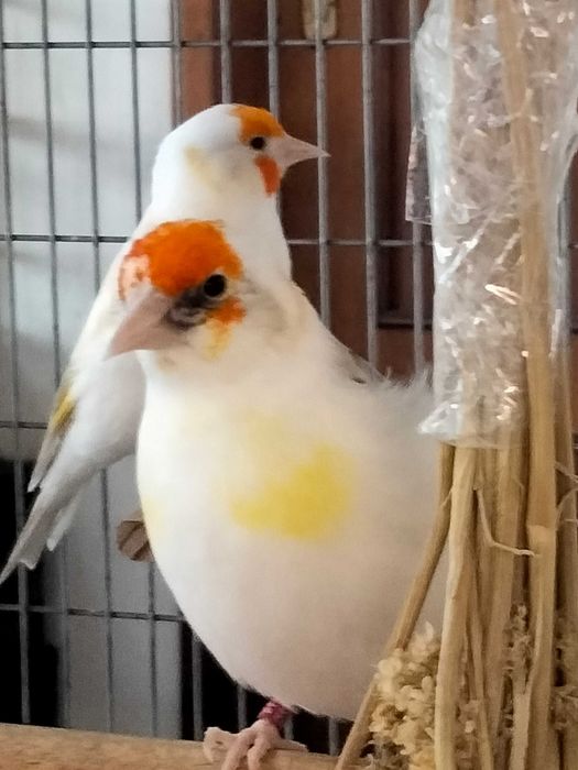 Pintassilgos Major para cedência.Criador registado no ICNF. 15PT0027/B