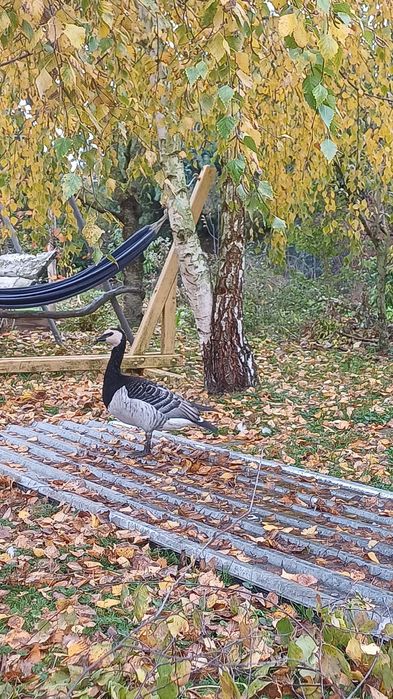 Gęś bernikle białolica