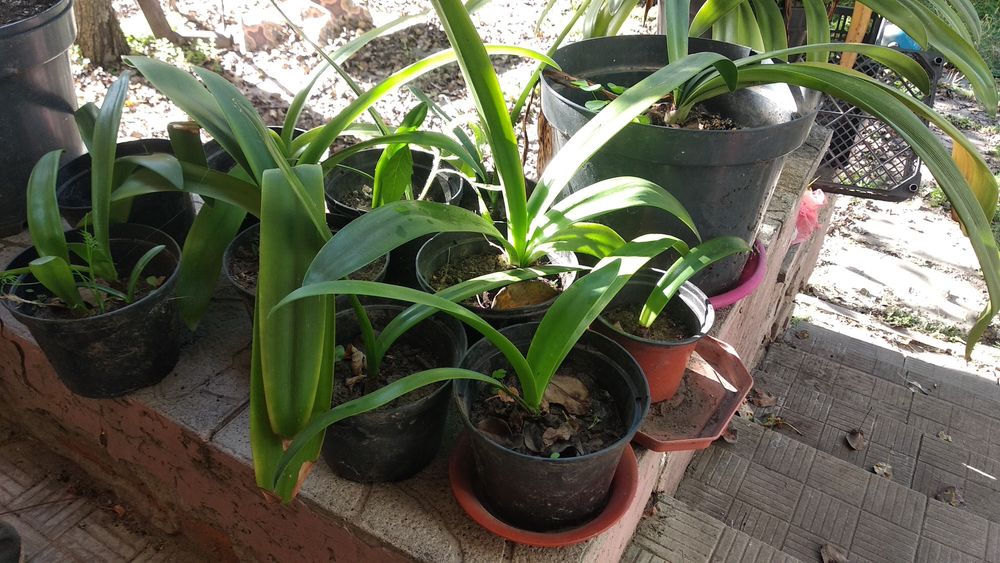 Продам гіппеаструм червоний.