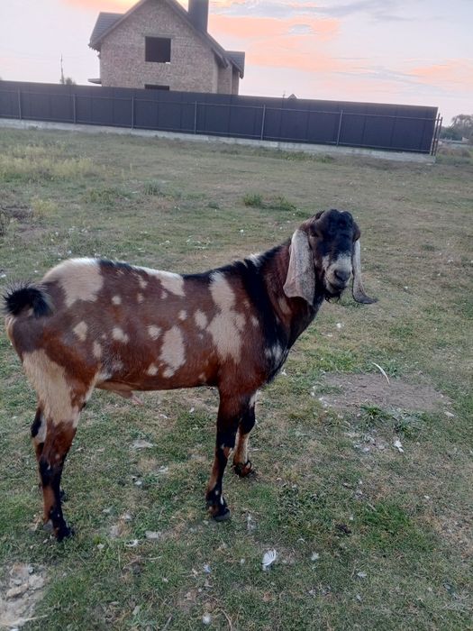 В'язка кіз. Цапок англо-нубієць