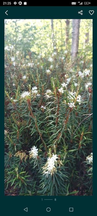 Bagno zwyczajne (ziele na mole spożywcze)