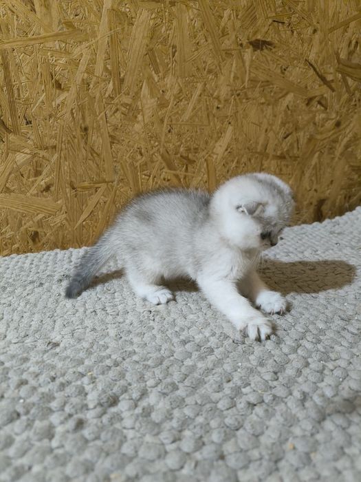 Шотландські висловухі кошенята