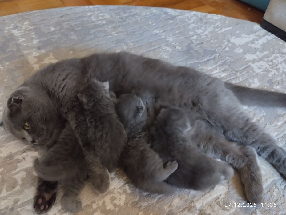 Продам Шотландських кошенят