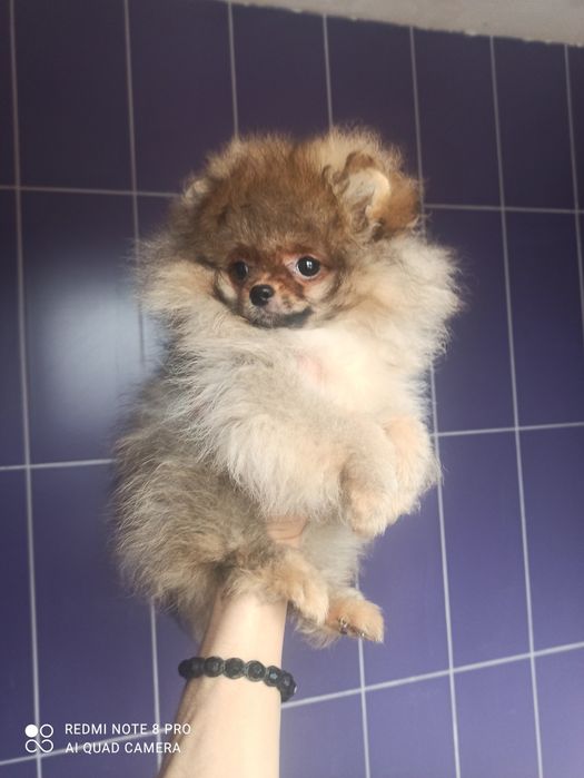 Поміраночка пом. Дівчинка 2,5 місяців. Оранж зі Львова.