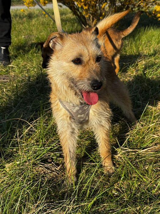 Rosa 2 letnia 10 kg ,szorstkowłosa, adopcja.