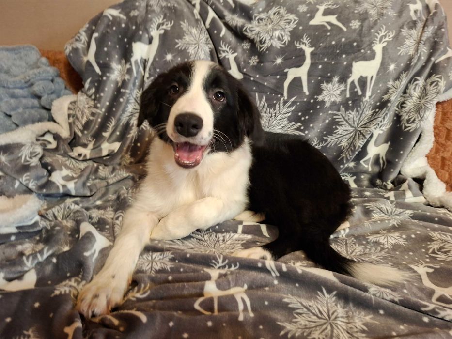 Border Collie szczeniak piesek:-) piękny