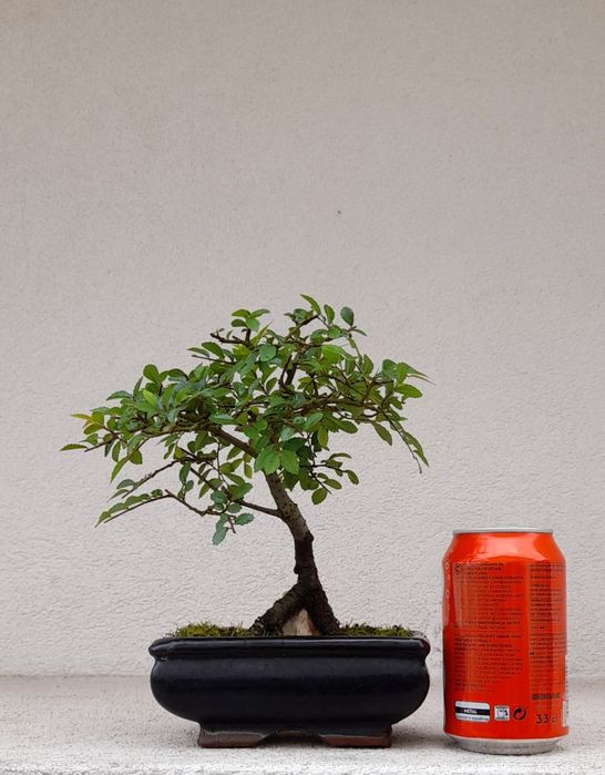 Bonsai Ulmeiro- Ulmus Parvifolia