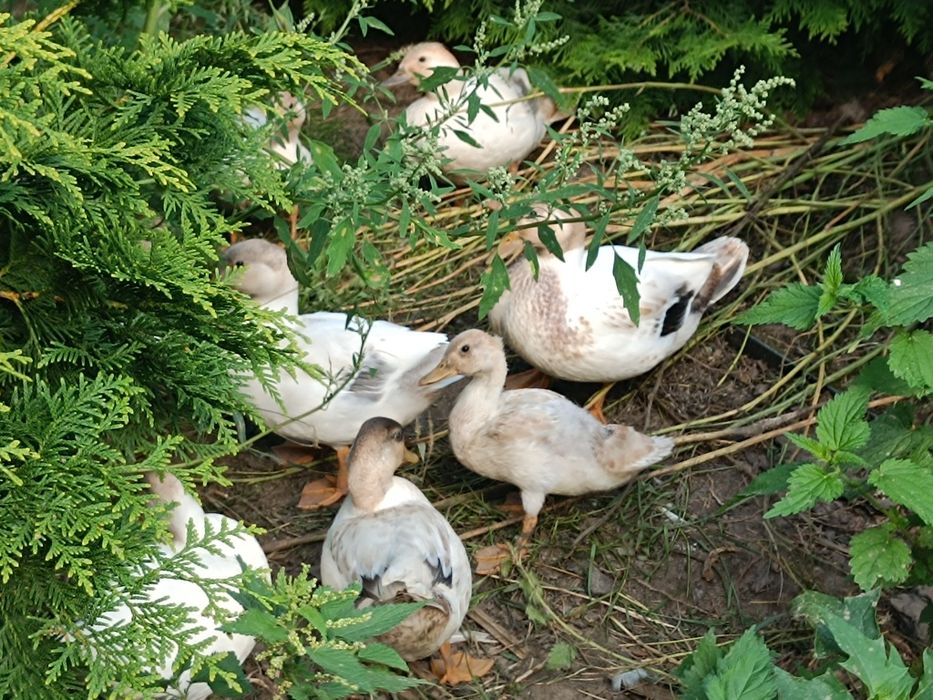 Kaczki Call duck