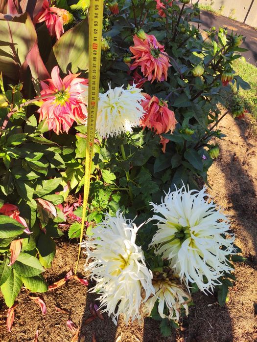 Dalia talerzowa i strzępiasta