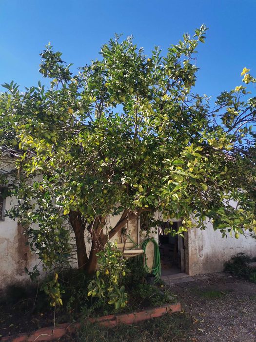 Limões sem tratamentos