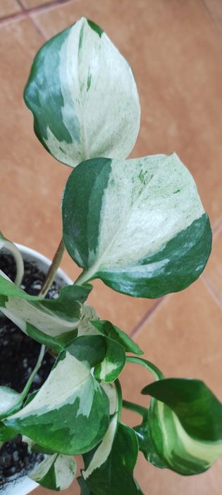 Сцендапсус (епіпремнум) Марбл Епл або Тайський Клон