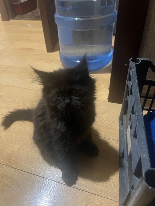 Милі котики. Зроблять Ваше життя щасливішим!