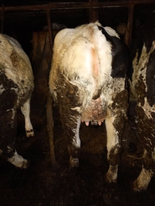 Jałówka wysokocielna