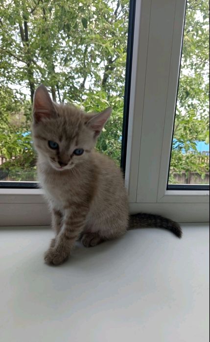 Отдам котейку в добрые руки