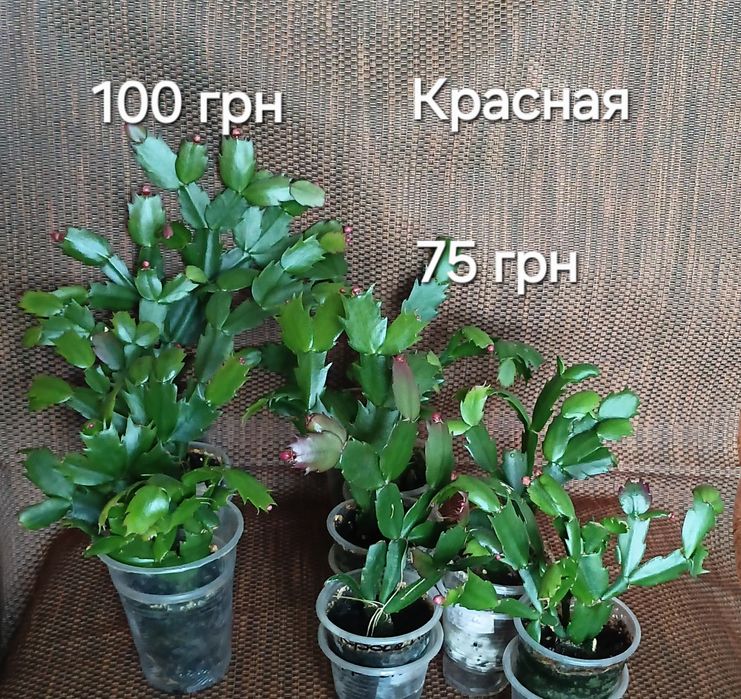 С бутонами.Шлюмбергера,декабрист 8 сортов.
