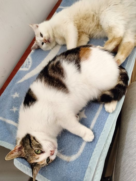 Śliczna tricolorowa kotka