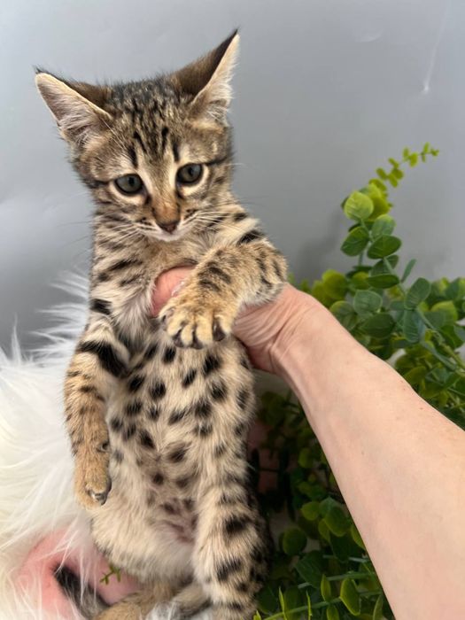 Дівчинка Саванна Ф6