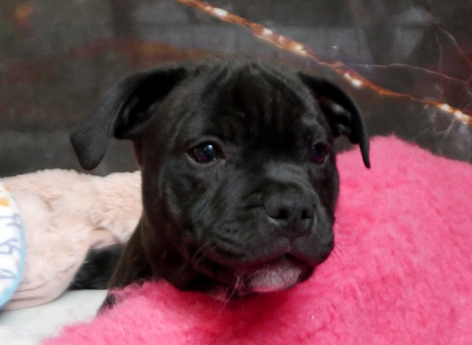 Staffordshire Bull Terrier ZKwP, Staffik FCI, mocny piesek GUCCI RUSH
