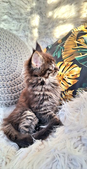 Maine Coon - kocurek
