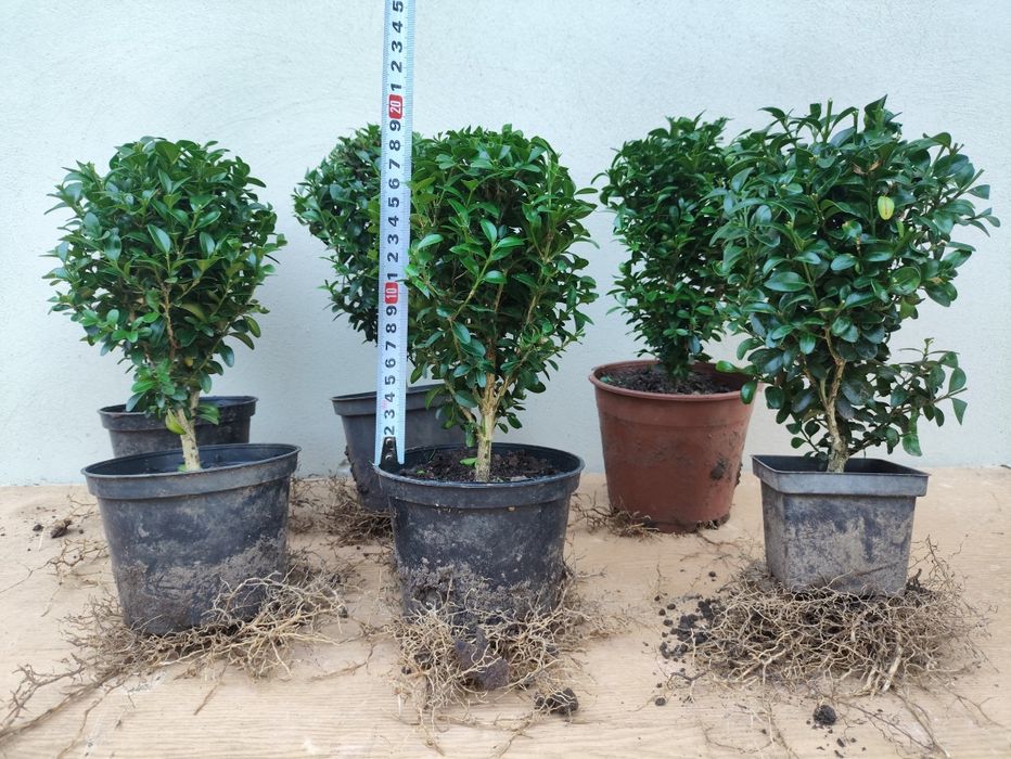 Bukszpan formowany w donicy, kule bukszpanowe - wysyłka gratis