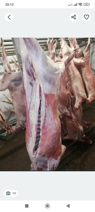 Продам баранину мясо