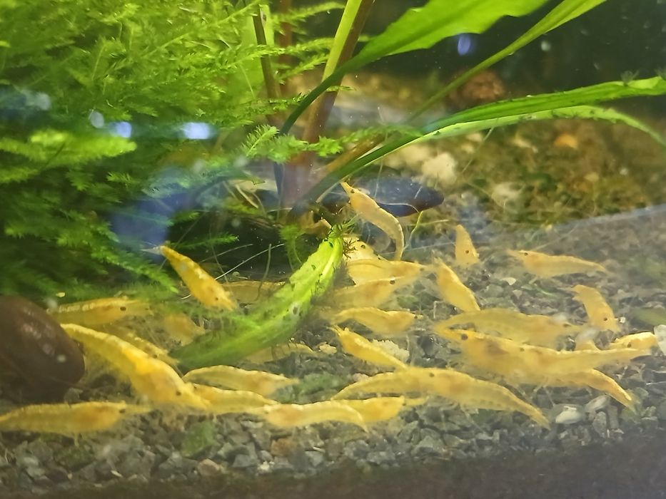 Krewetki neocaridina yellow